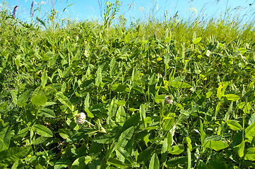 Image showing blue sky and green grass of trefoil