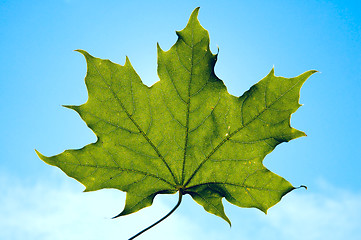 Image showing single leaf of maple