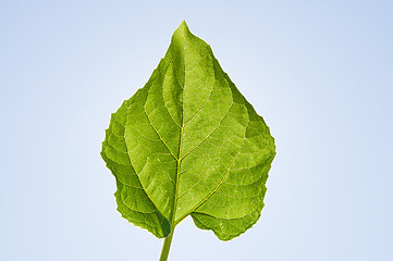 Image showing green sunflowers leaf on sky background