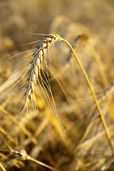 Image showing stems of the wheat on the field