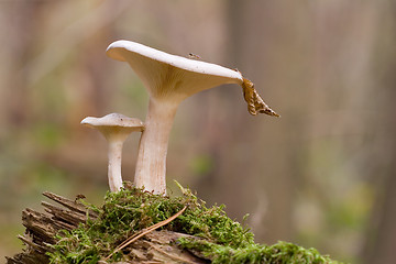 Image showing clitocybe nebularis