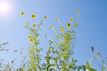 Image showing herb opposite to sun. bottom view