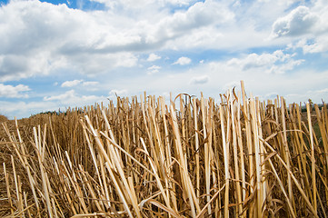 Image showing Summer midday on fields on Ukraine