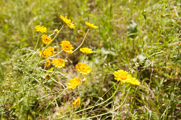Image showing wild yellow flower in nature