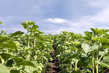 Image showing field of green sunflowers