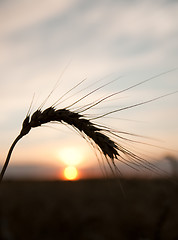 Image showing sunset behind on wheat field