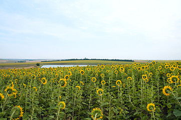 Image showing rural view with sunflowers field