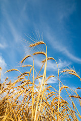 Image showing Golden wheat ears with blue sky over them