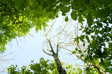 Image showing natural frame with tree and sky