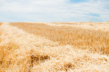 Image showing the field is in summer after harvest