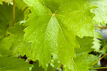 Image showing young leaf on the bush of vin