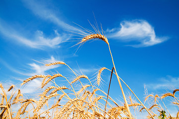 Image showing Golden wheat ears with blue sky over them