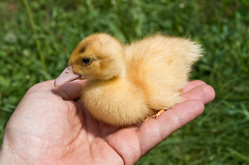 Image showing little duck in hand