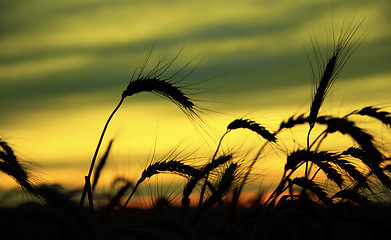 Image showing ripe wheat at sunset