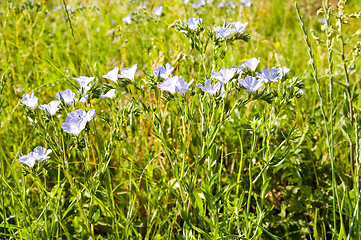 Image showing pink wild flower in pasture