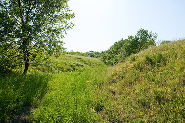 Image showing Green grassland and sky