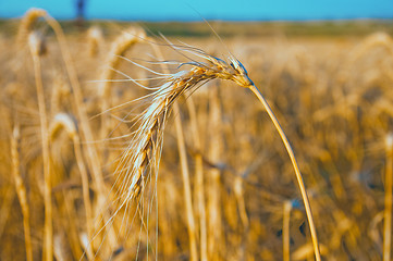 Image showing gold wheat at sunset