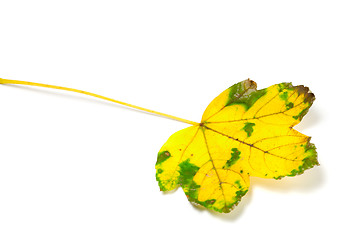 Image showing Yellowed leaf 