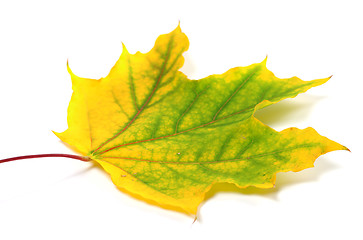 Image showing Yellowed autumn maple leaf