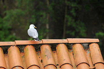 Image showing Seagull