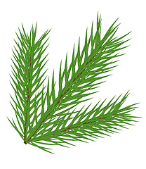 Image showing Fir branch