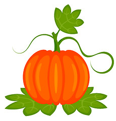 Image showing Pumpkin plant