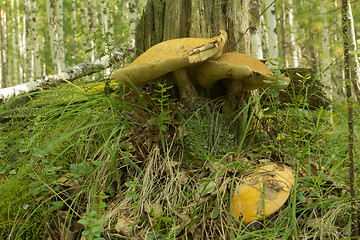 Image showing mushrooms aspen.