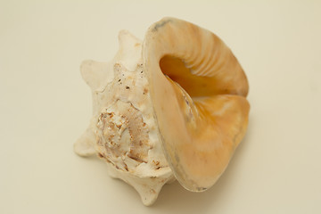 Image showing sea shell.