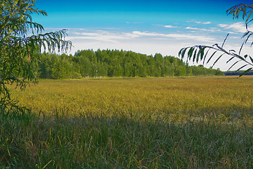 Image showing woodland scenery.