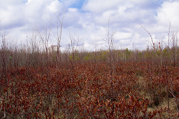 Image showing swamp.