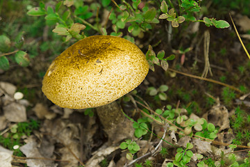 Image showing mushrooms aspen.