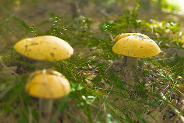 Image showing mushrooms aspen.