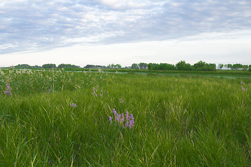 Image showing woodland scenery.