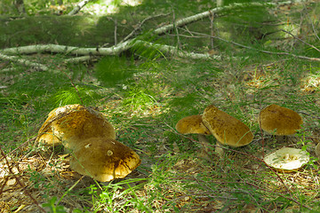 Image showing mushrooms aspen.