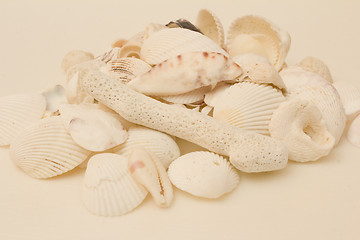 Image showing Still life of shells