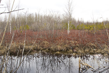 Image showing swamp.