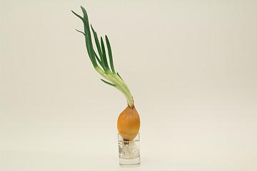 Image showing Green onions on a white background. Isolated.