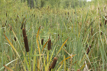 Image showing Reeds and grass .