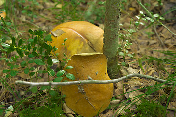 Image showing mushrooms aspen.