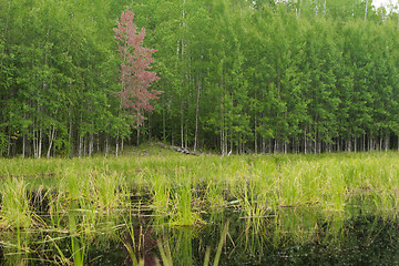 Image showing woodland scenery.