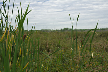 Image showing Reeds and grass .