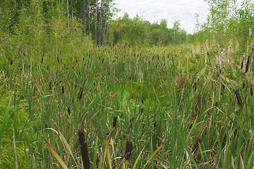Image showing Reeds and grass .