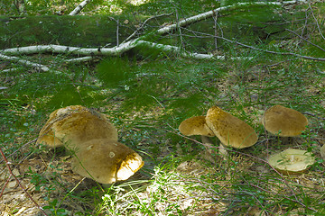 Image showing mushrooms aspen.