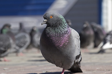 Image showing – pigeon