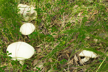 Image showing mushrooms aspen.