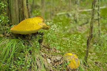 Image showing mushrooms aspen.