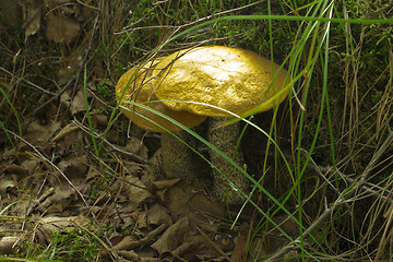 Image showing mushrooms aspen.