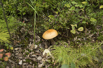 Image showing mushrooms aspen.