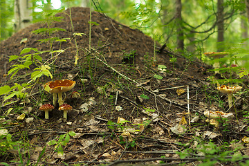 Image showing Anthill in forest .