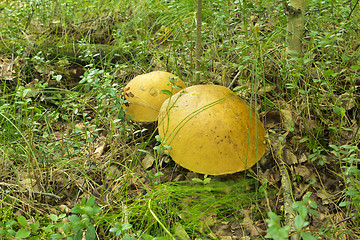 Image showing mushrooms aspen.